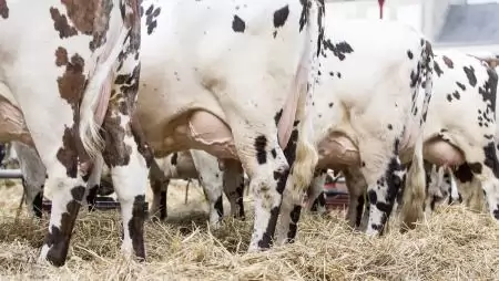 A nyerstej termelői ára egy év alatt több mint 30 százalékkal esett vissza