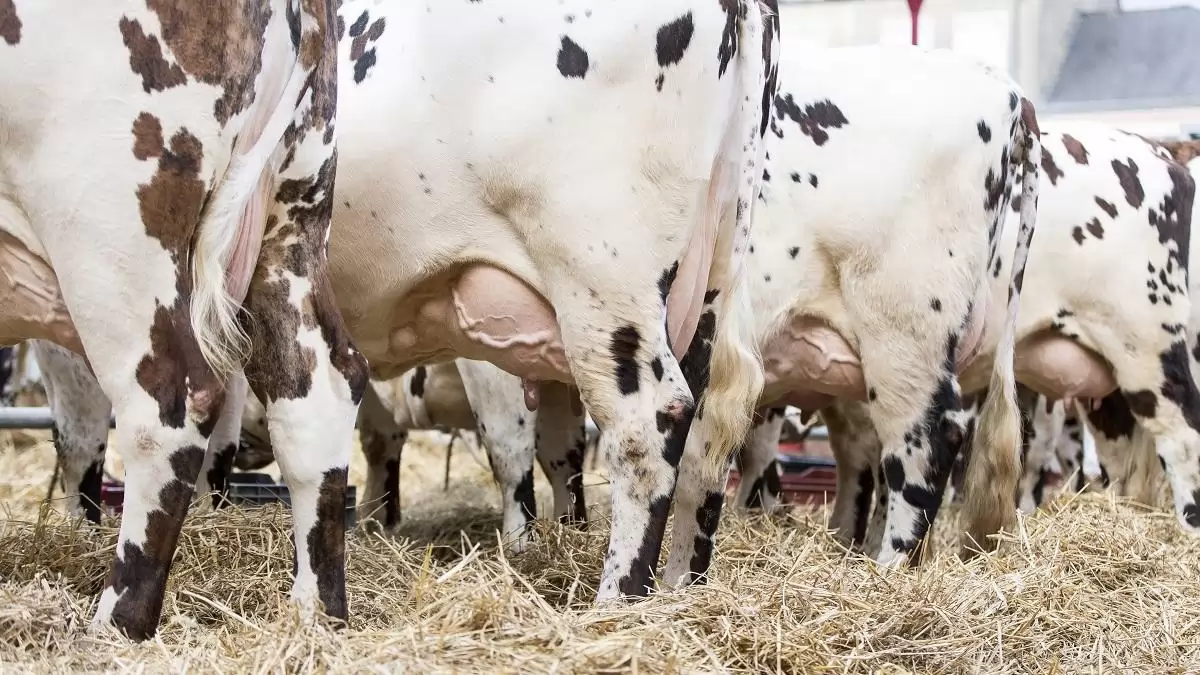 A nyerstej termelői ára egy év alatt több mint 30 százalékkal esett vissza