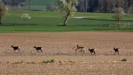 Az őz táplálkozásának ökológiai sajátosságai