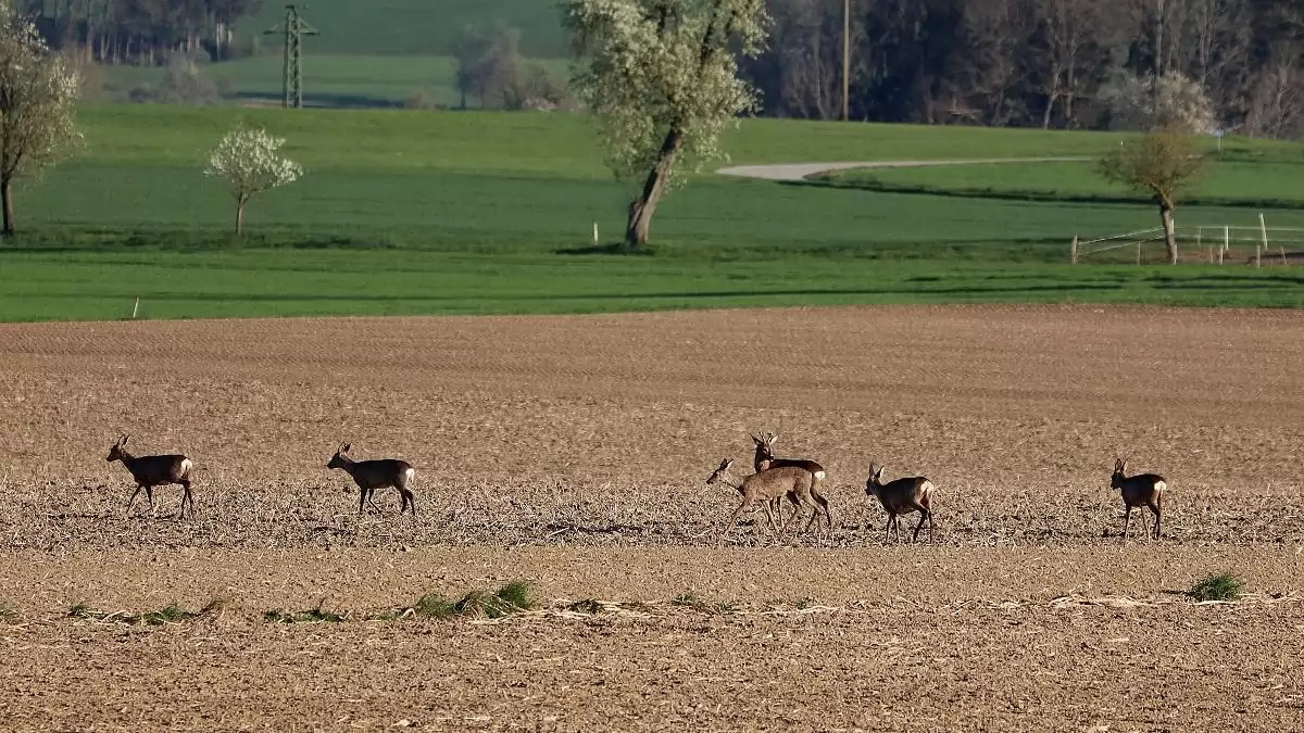Az őz táplálkozásának ökológiai sajátosságai