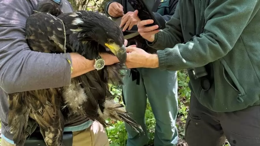 Ornitológiai gyűrűt kaptak a rétisas-fiókák