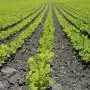 Megfelelő növények termesztése a megfelelő helyeken – az FAO elindította a CropSuit alkalmazást