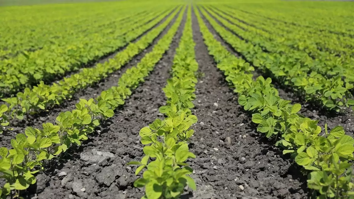 Megfelelő növények termesztése a megfelelő helyeken – az FAO elindította a CropSuit alkalmazást