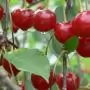Magyarország nettó exportőr a friss és fagyasztott meggy, valamint a meggykonzerv piacán
