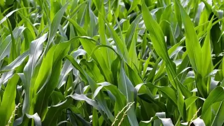 Toxinproblémák és megoldások kukoricában – A mechanikai sérülések utat nyitnak a fertőzéseknek