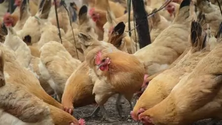 Közel ötödével bővült a baromfivágás Magyarországon