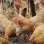 Közel ötödével bővült a baromfivágás Magyarországon