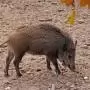 Megjelent az M1 autópálya déli oldalán az afrikai sertéspestis