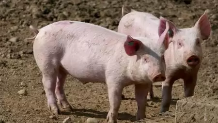 EU-szinten növekszik az afrikai sertéspestis járványok száma házi sertések és vaddisznók esetében is
