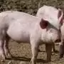 EU-szinten növekszik az afrikai sertéspestis járványok száma házi sertések és vaddisznók esetében is