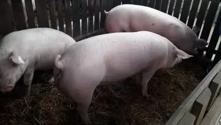Házisertés ASP: minden minta negatív