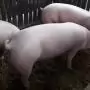Házisertés ASP: minden minta negatív