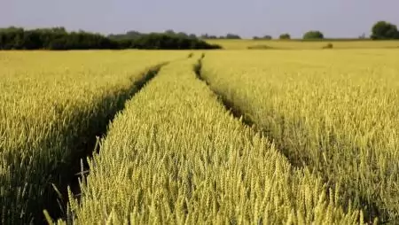 Fusarium a Nébih fókuszában: országos monitoring a biztonságos gabonatermésért