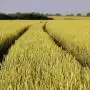 Fusarium a Nébih fókuszában: országos monitoring a biztonságos gabonatermésért
