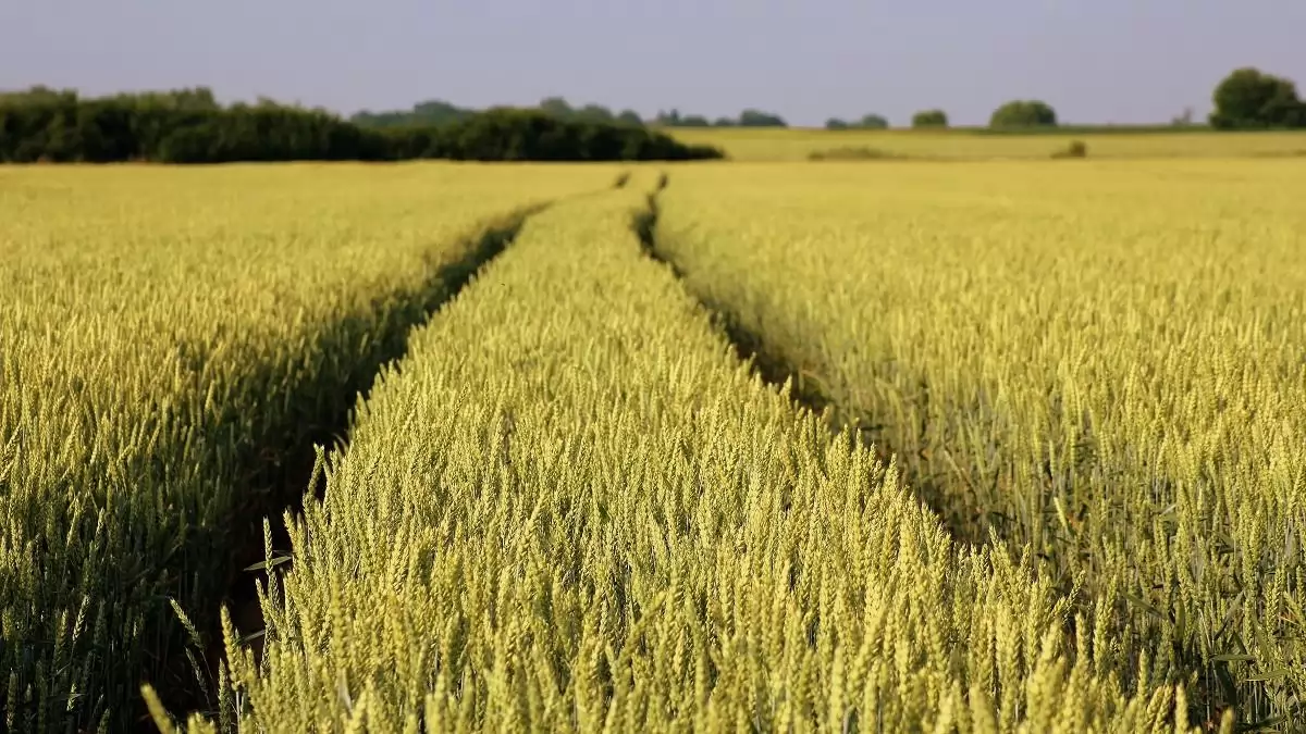 Fusarium a Nébih fókuszában: országos monitoring a biztonságos gabonatermésért