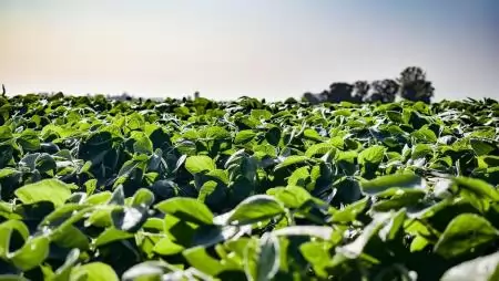 Váratlan törés a magyar GMO-ellenes konszenzusban az EP-szavazáson