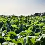 Váratlan törés a magyar GMO-ellenes konszenzusban az EP-szavazáson