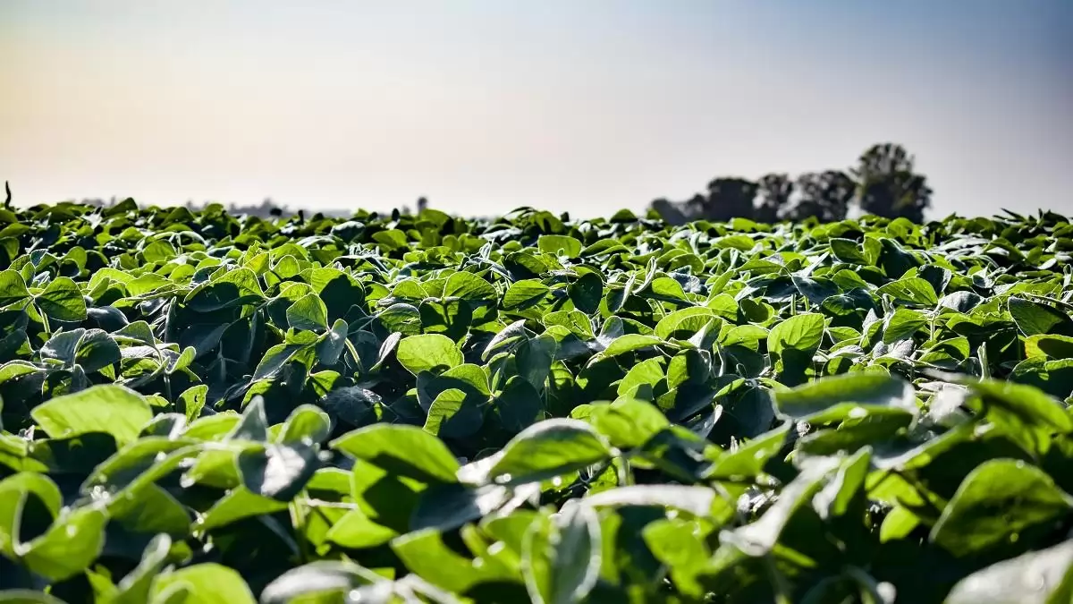Váratlan törés a magyar GMO-ellenes konszenzusban az EP-szavazáson