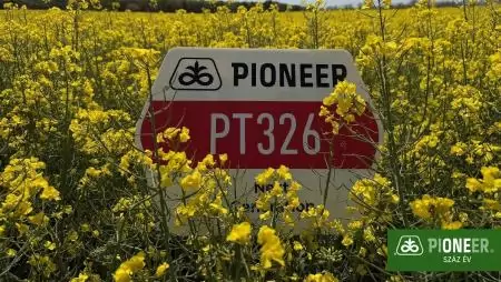 PT326 – A lendületes Pioneer® NextGen repcehibrid, amely a szélsőségek között is előnyt teremt
