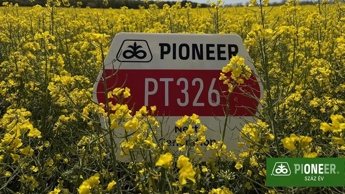 PT326 – A lendületes Pioneer® NextGen repcehibrid, amely a szélsőségek között is előnyt teremt