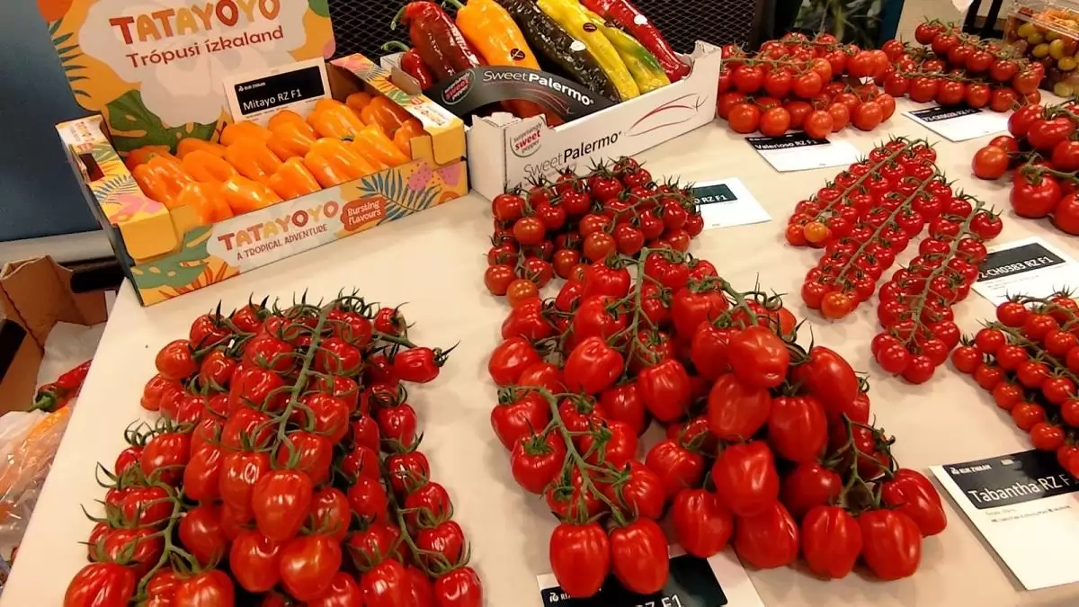 Magyar Paradicsom Napja és Hajtatási Expo 2026 (június 2., Szeged)