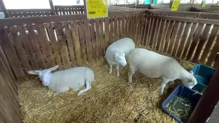 Támogatáshoz jutnak a ragadós száj- és körömfájás miatt érintett juh- és sertéstartók