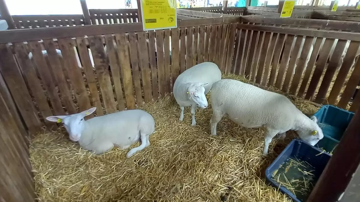 Támogatáshoz jutnak a ragadós száj- és körömfájás miatt érintett juh- és sertéstartók