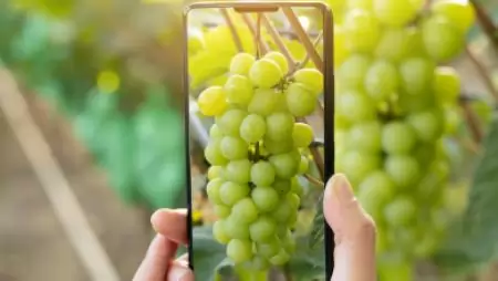 Már mobilalkalmazáson is rögzíthetik a szakértők az amerikai szőlőkabóca észleléseket