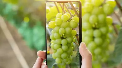 Már mobilalkalmazáson is rögzíthetik a szakértők az amerikai szőlőkabóca észleléseket