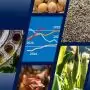 FAO Élelmiszer-kilátások: A globális élelmiszerpiaci trendek növekvő geopolitikai és időjárási kockázatokkal néznek szembe