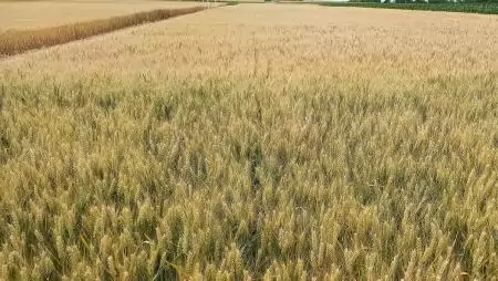 Az FAO a globális élelmiszertermelési kockázatok közepette a mezőgazdasági inputok nyílt kereskedelmét és a műtrágya hatékony felhasználását sürgeti