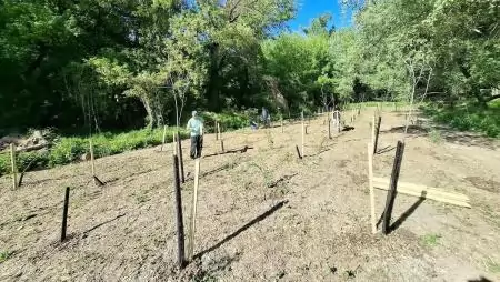 Természethelyreállítás az esztergomi Prímás-szigeten