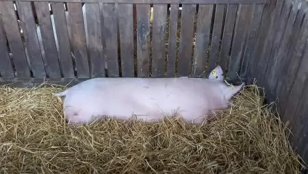 Házisertés-állományban igazolta a Nébih az ASP jelenlétét