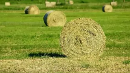Az erjesztett és szálas tömegtakarmányok voltak a legkeresettebbek 2025-ben