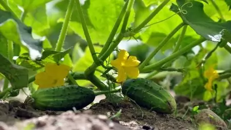 A klímaváltozás és a technológiai fordulat határozza meg a hazai uborkatermesztés jövőjét