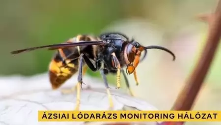Jelentősen bővült az ázsiai lódarázs csapdamonitoring hálózat