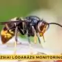 Jelentősen bővült az ázsiai lódarázs csapdamonitoring hálózat