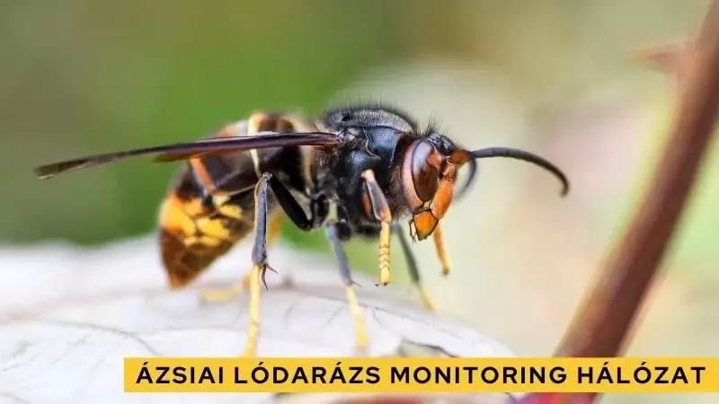 Jelentősen bővült az ázsiai lódarázs csapdamonitoring hálózat