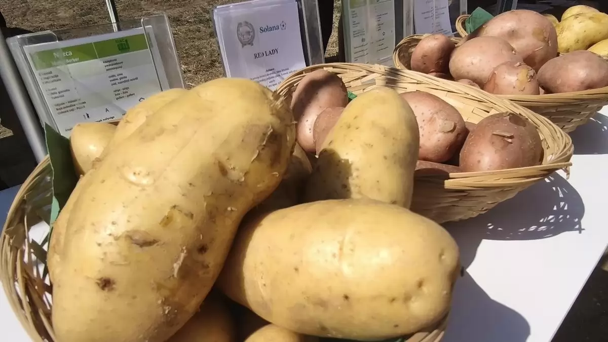 A burgonya jövője a szántóföldön dől el