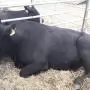 Élénkült az élő marha és a marhahús külkereskedelme