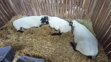 Kiemelten fontos a hazai kiskérődzők védelme