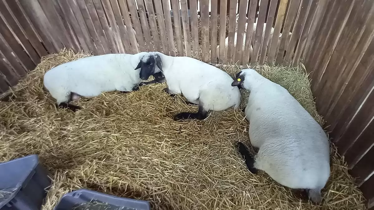 Kiemelten fontos a hazai kiskérődzők védelme