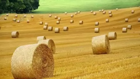 A végéhez közelít az őszi búza betakarítása