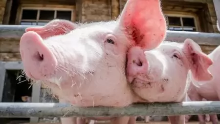 Megelőzni, felismerni, bejelenteni: így védekezhetünk az afrikai sertéspestis ellen
