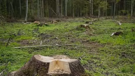 Módosította az Európai Bizottság az EUDR hatálya alá tartozó termékek körét és a végrehajtást támogató dokumentumokat