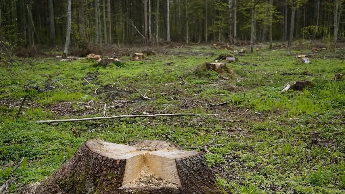 Módosította az Európai Bizottság az EUDR hatálya alá tartozó termékek körét és a végrehajtást támogató dokumentumokat