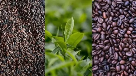 ENSZ tanulmány vizsgálta a globális kávé-, kakaó- és tea-piacokat és szakpolitikai ajánlásokat téve a rendszerszintű problémákra 