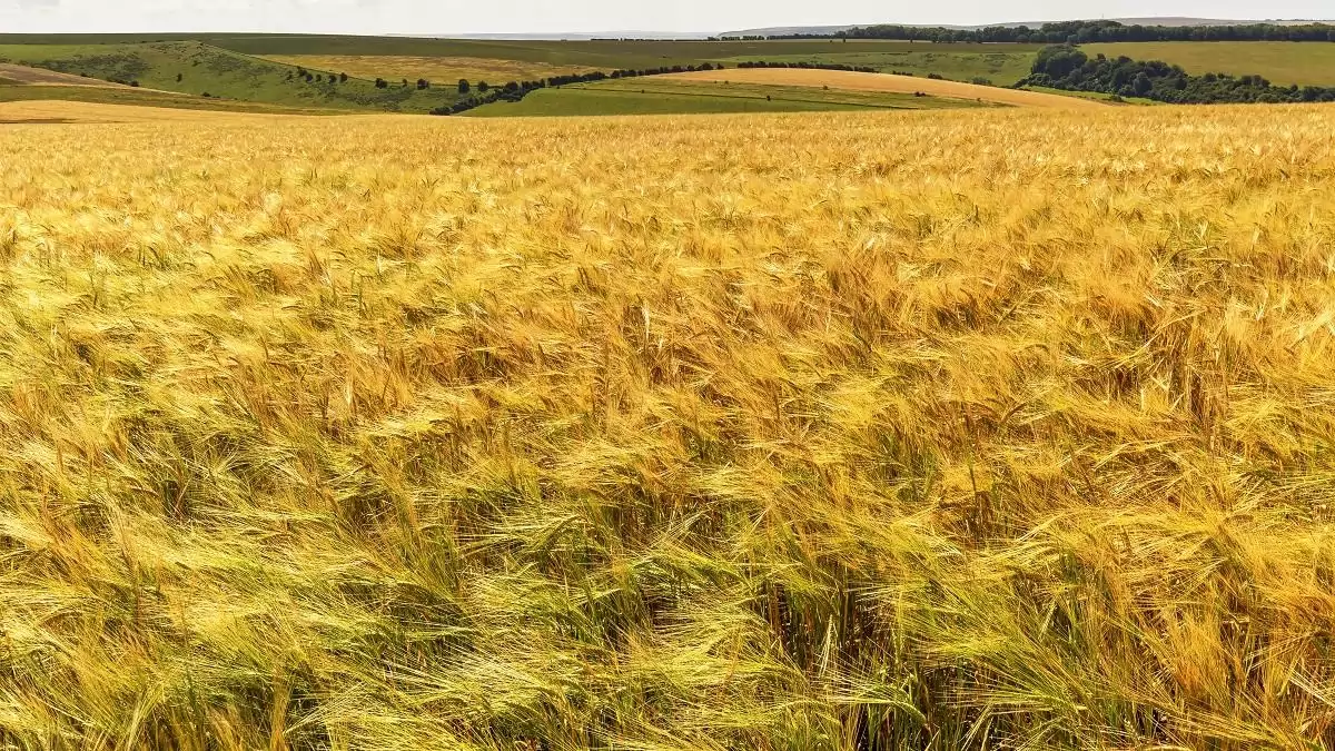 A mezőgazdasági árupiacok helyzetéről – hogyan lehet a legjobban megbirkózni a sokkhatásokkal