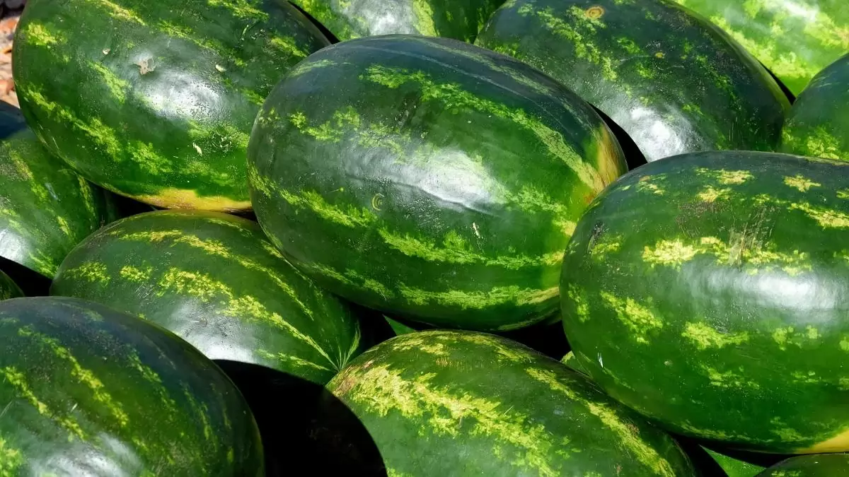 Összeomlás a dinnye piacán – halvány remény a „talpra állásra” 