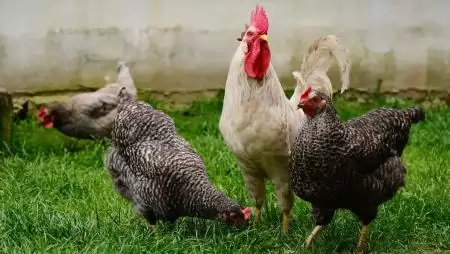 Őszi madárinfluenza-megelőzési intézkedések a baromfitartásban